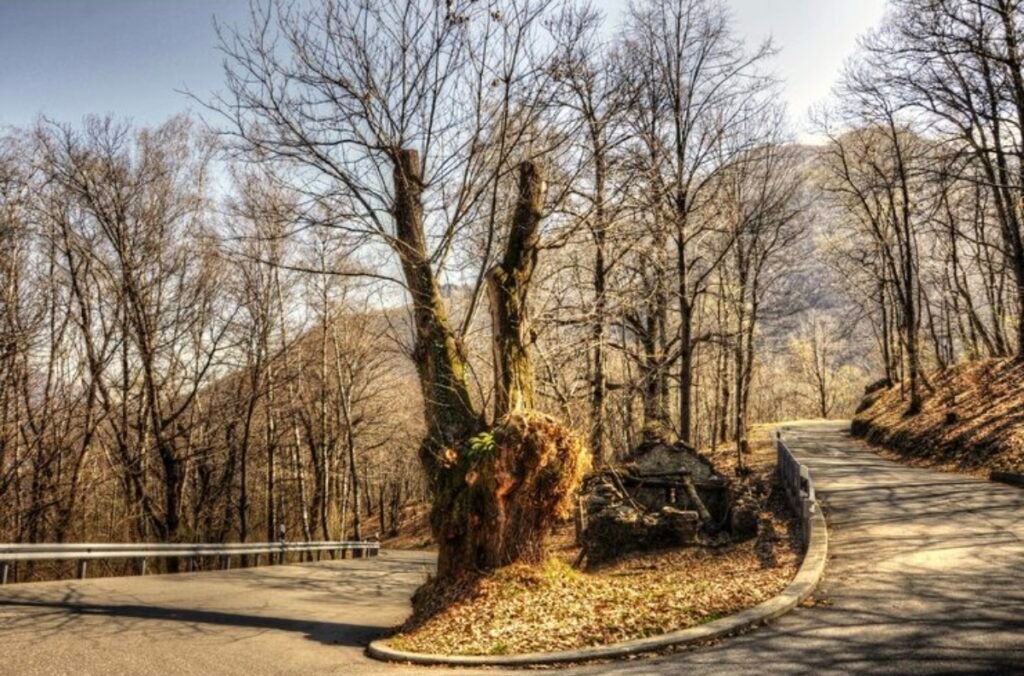 The Hidden Challenges of Post-Storm Tree Damage in Union County, NJ